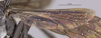 Media type: image;   Entomology 17113 Aspect: Wing hind